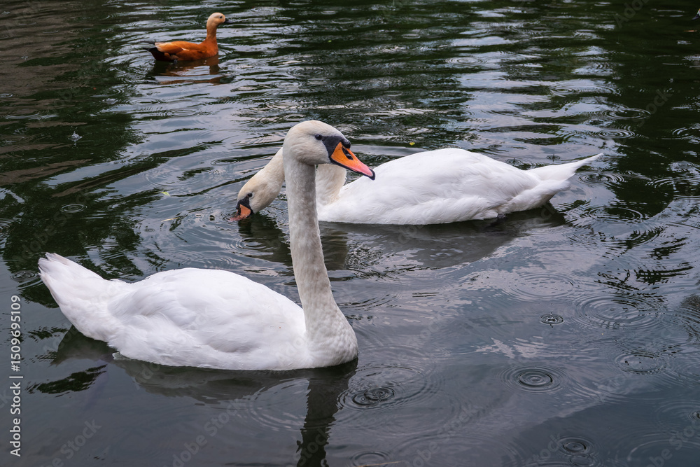 Fototapeta premium Two Graceful white Swans swimming in the lake, swans in the wild