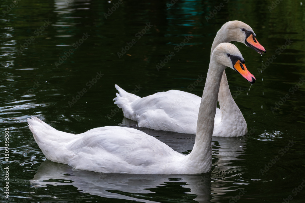 Fototapeta premium Two Graceful white Swans swimming in the lake, swans in the wild
