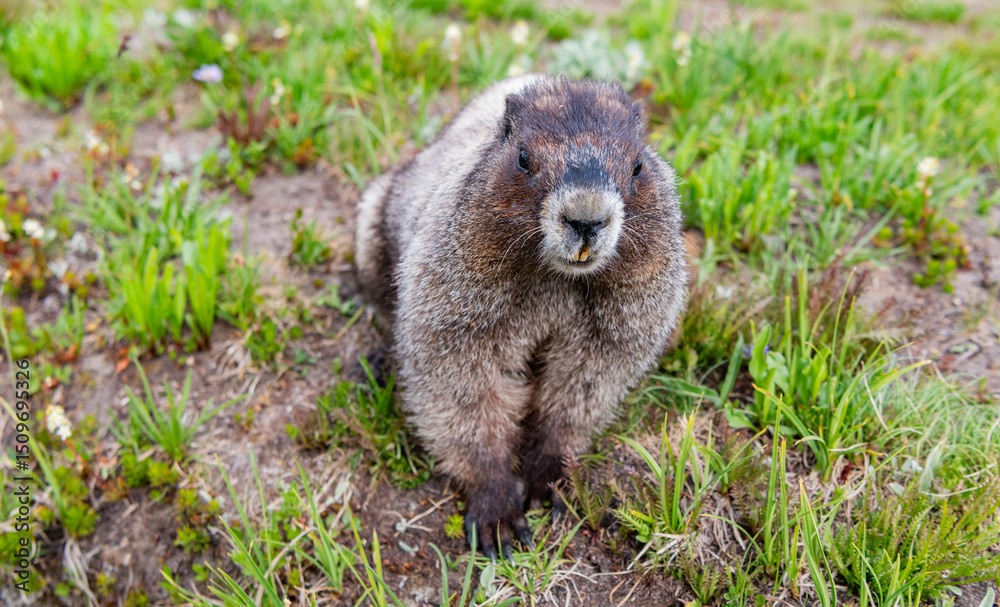 Fototapeta premium Marmot capybara. Marmot wild largest rodent. Woodchuck rodent. South American capybara. Wild animal in nature. Groundhog at zoo. Rodent animal woodchuck. Rodent marmot animal. Lazy capybara