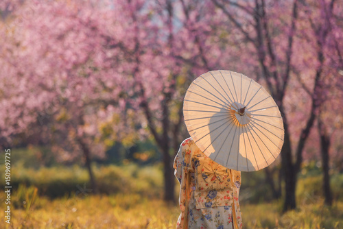 Cherry blossom trees in the spring