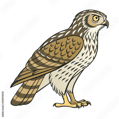 European eagle-owl vector illustration in whit background.