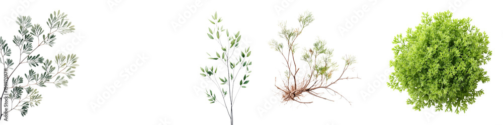 Obraz premium Vibrant assortment of natural foliage including lush green moss, delicate leafy branches, and textured plants, perfect for nature-themed designs and decor