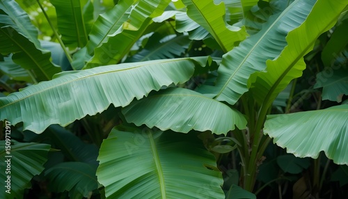 Banana Leaves Close Up Natural Green Tropical Forest Leaves Background