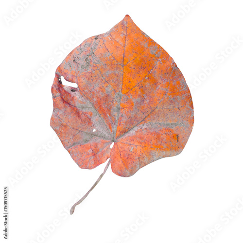 autumn leaf isolated on white