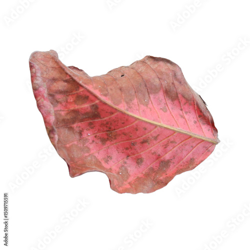 red leaf on white background