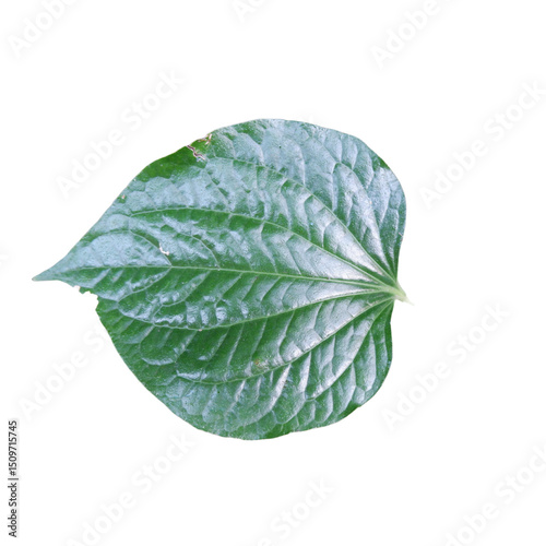 green leaf isolated on white background