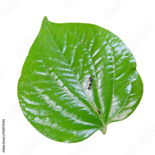 green leaf isolated on white background