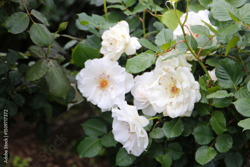 Beautiful roses in full bloom at the Japan Rose Garden.