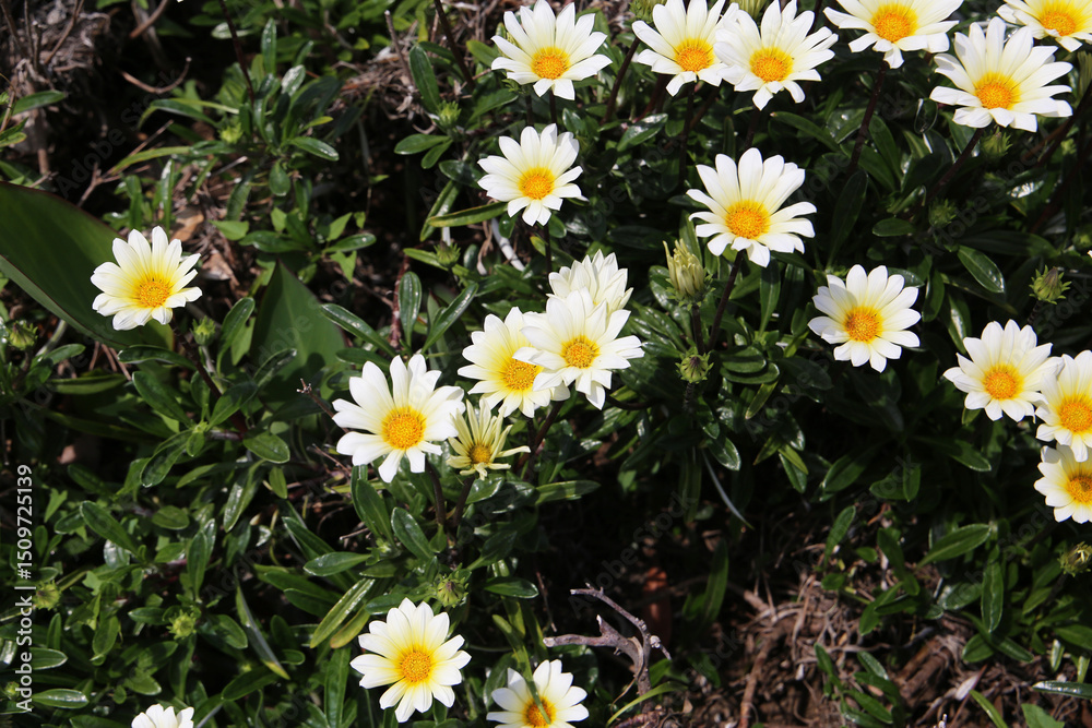 White gazania blooming in the Japanese garden White gazania blooming in the Japanese garden