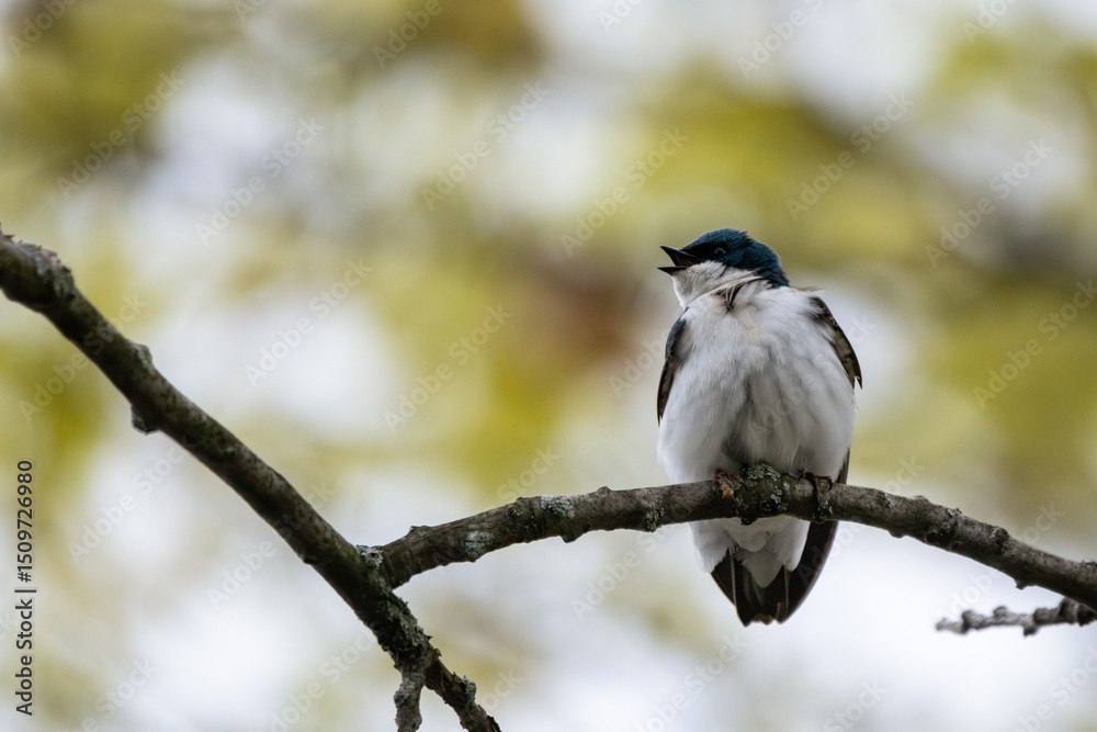 Fototapeta premium Tree swallow perched on small branch , singing out