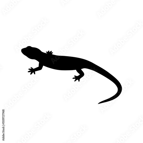 lizard on white background