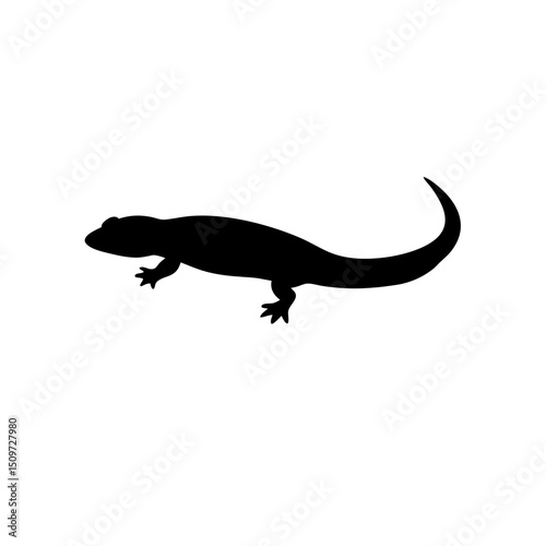 gecko on a white background