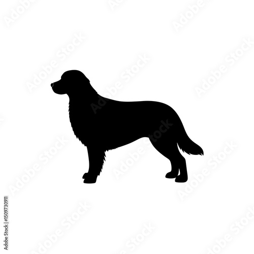 Black Silhouette Of a Side View Bernese Mountain Dog on White vector illustration