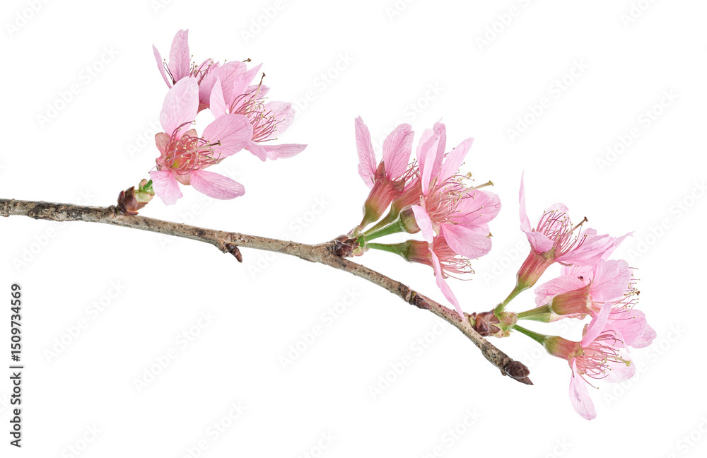 Obraz premium Prunus cerasoides flower, Wild Himalayan cherry plants, isolated on white background 