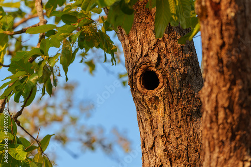Tree hollow provides a natural home for wildlife in a peaceful forest setting during golden hour