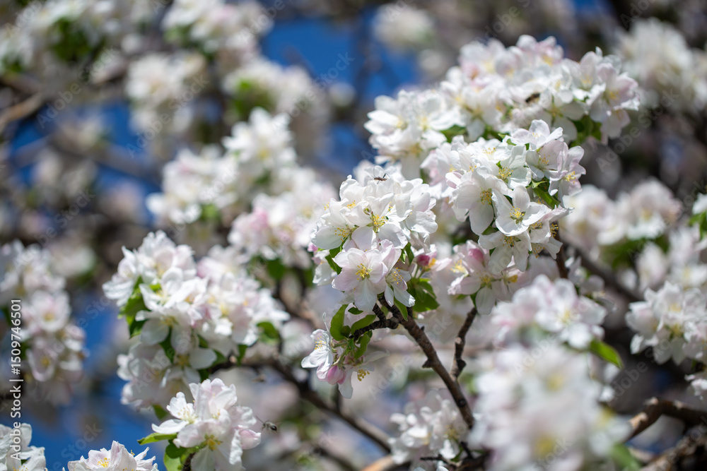 Springtime apple blossoms glowing in sunlight under bright blue sky. Springtime apple blossoms glowing in sunlight under bright blue sky.
