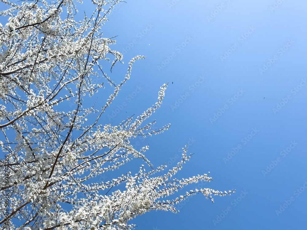 Flowering twigs floating in the calm blue atmosphere, highlighting seasonal transformation. Flowering twigs floating in the calm blue atmosphere, highlighting seasonal transformation.