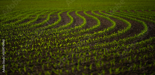 Corn growing in fertile soil. Young corn plants sprouting in field. Cultivated in spring. Seeds planted in rich ground. Plant growth in meadow. Farming corn on open land. Corn plants growing on farm.