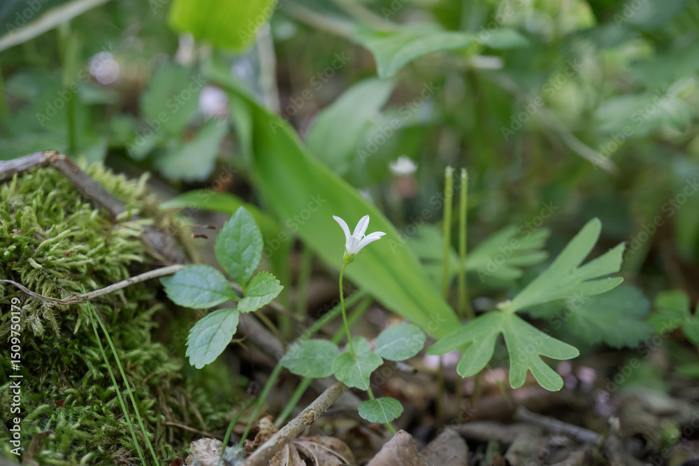 Obraz premium 日本:タニギキョウ(Peracarpa carnosa var. circaeoides )/コケの傍に生えたとても小さな鐘形の白い花【野草】長野県・5月