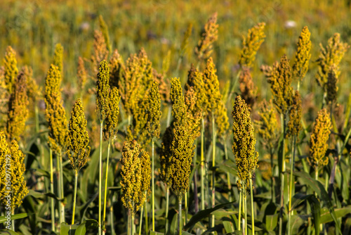 Obraz na plátně Selective focus of the white sorghum crop that show flower stem and leaf, planti