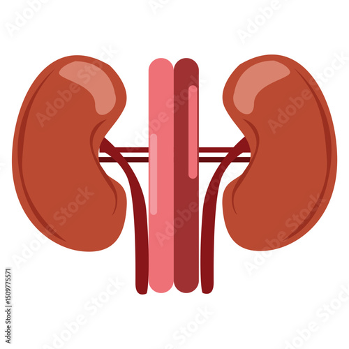 Human kidneys whole and half cut. Urinary system. Anatomy of internal organ