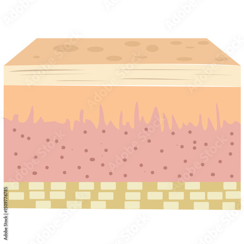 Diagram of normal human skin structure. Infographic with detailed description of skin layers. 