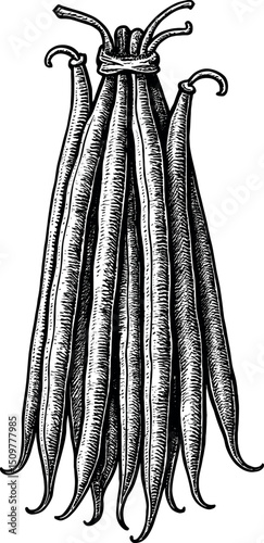 Green Beans vector black silhouette print design