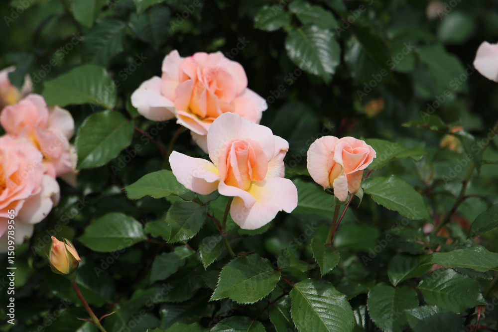 Beautiful roses in full bloom, Rose Garden. Beautiful roses in full bloom, Rose Garden.