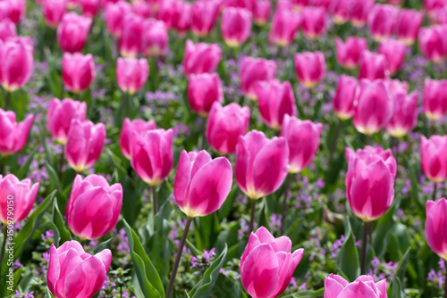 Beautiful tulip flower garden. The Expo 70 Commemorative Park, Osaka, Japan