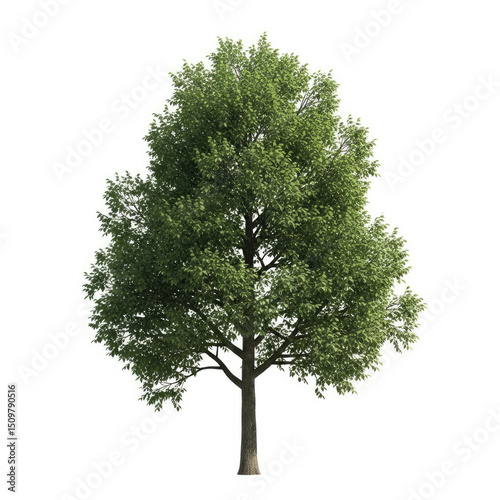 tree isolated on white