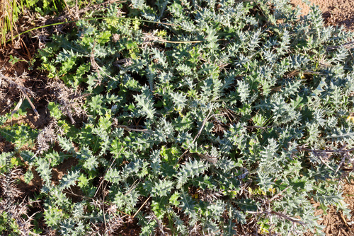 Fototapeta Naklejka Na Ścianę i Meble -  foliage of vegetation on beach sand dune