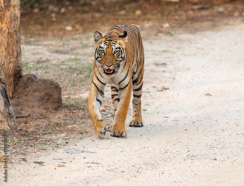 A young female tigress walking on the forest road. Close up, head on shot, selective focus.