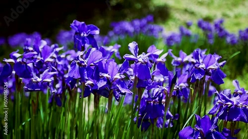 微風に揺れるアヤメのグループショット　ハイスピード撮影
blue iris flowers