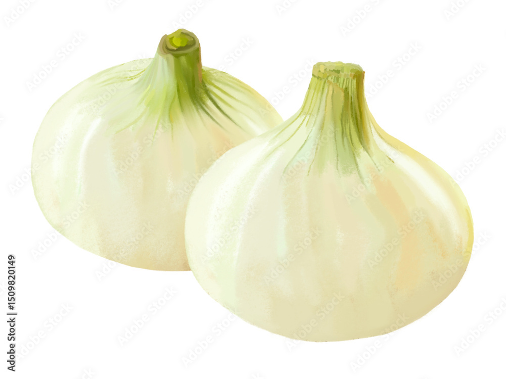 Obraz premium 新たまねぎ（2個）