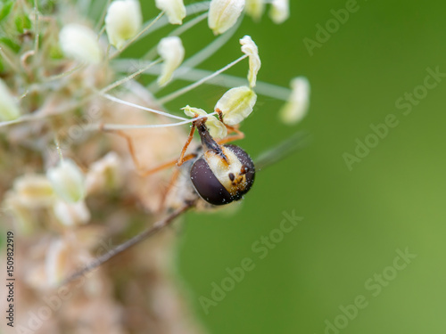 花の花粉を食べるハナアブ photo