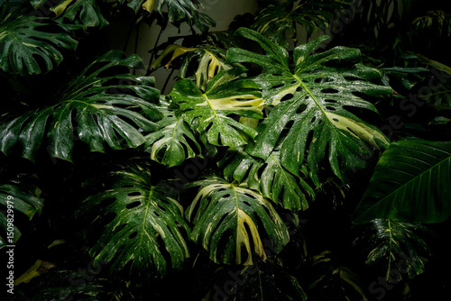 Φωτογραφία scene of Monstera Thai constellation plants, colorful variegated indoor plants,