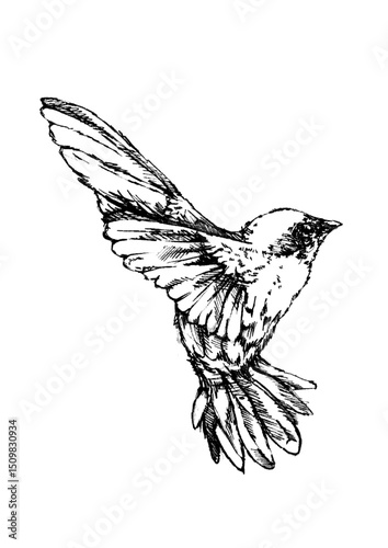 A bird brought to life with hand-drawn pencil strokes