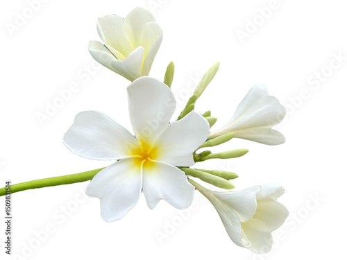 lily of the valley, frangipani flower isolated on white background, Plumeria, Apocynaceae, Frangipani, Plumeria, Temple Tree, Graveyard Tree, Yellow, pink, red, orange, png
