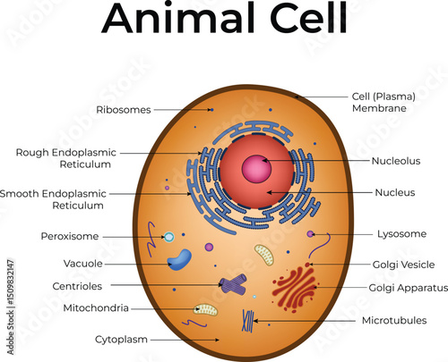 Detailed Animal Cell Diagram with Labelled Components Design Vector Illustration