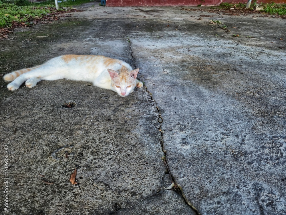 Fototapeta premium white cat lying in the carport at home