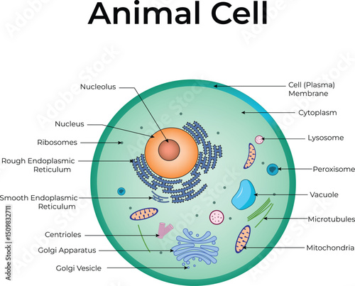 Diagram of an Animal Cell and Its Components Design Vector Illustration