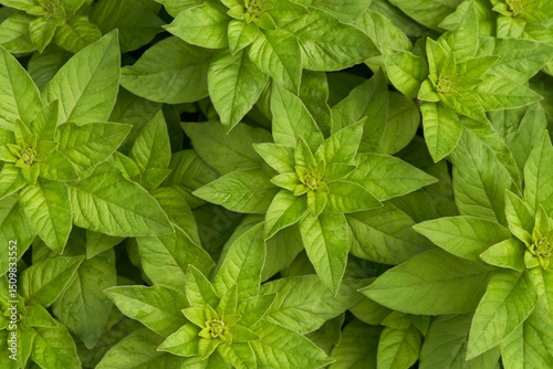 Beautiful background of upright shoots of verbennia. View from above. Macrophotography.