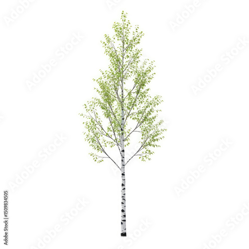 tree isolated on white