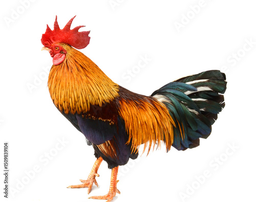 Part Dutch Bantam - stock photo