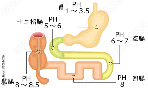 消化器　PH　イラスト　日本語
