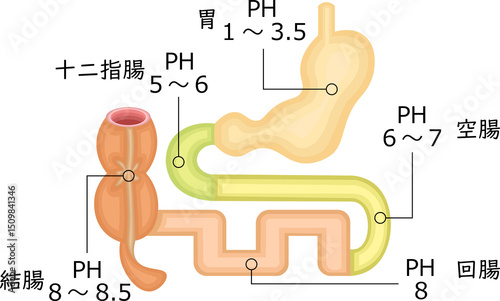 消化器　PH　イラスト　日本語