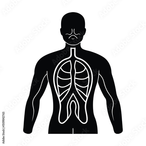 Human body anatomy illustration featuring a muscular back vector silhouette
