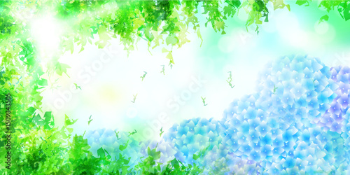 あじさい　新緑　花　背景