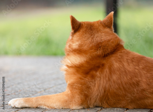 なにかに気がついた犬