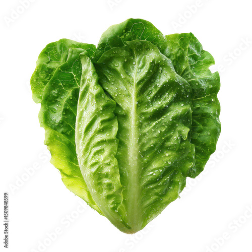 Fresh Green Romaine Lettuce with Water Droplets Healthy Food Ingredient Close Up Studio Shot
